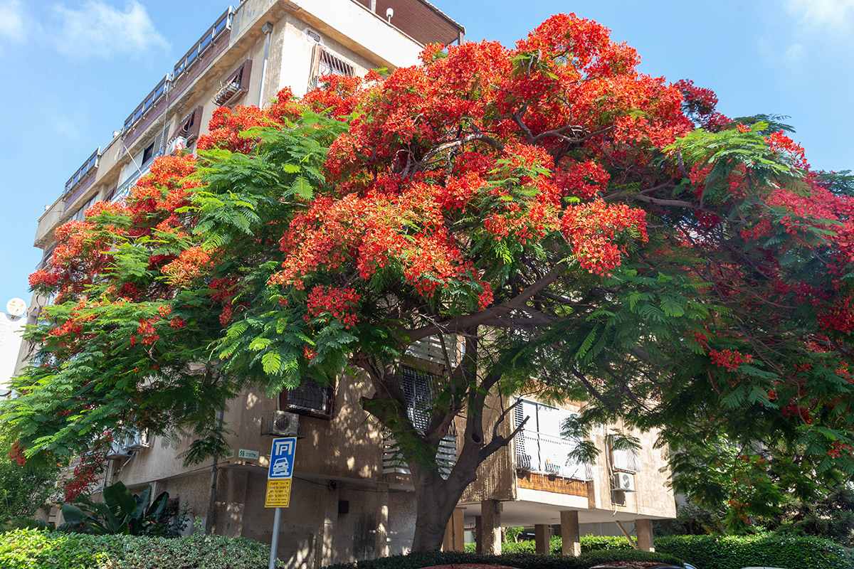 Изображение особи Delonix regia.