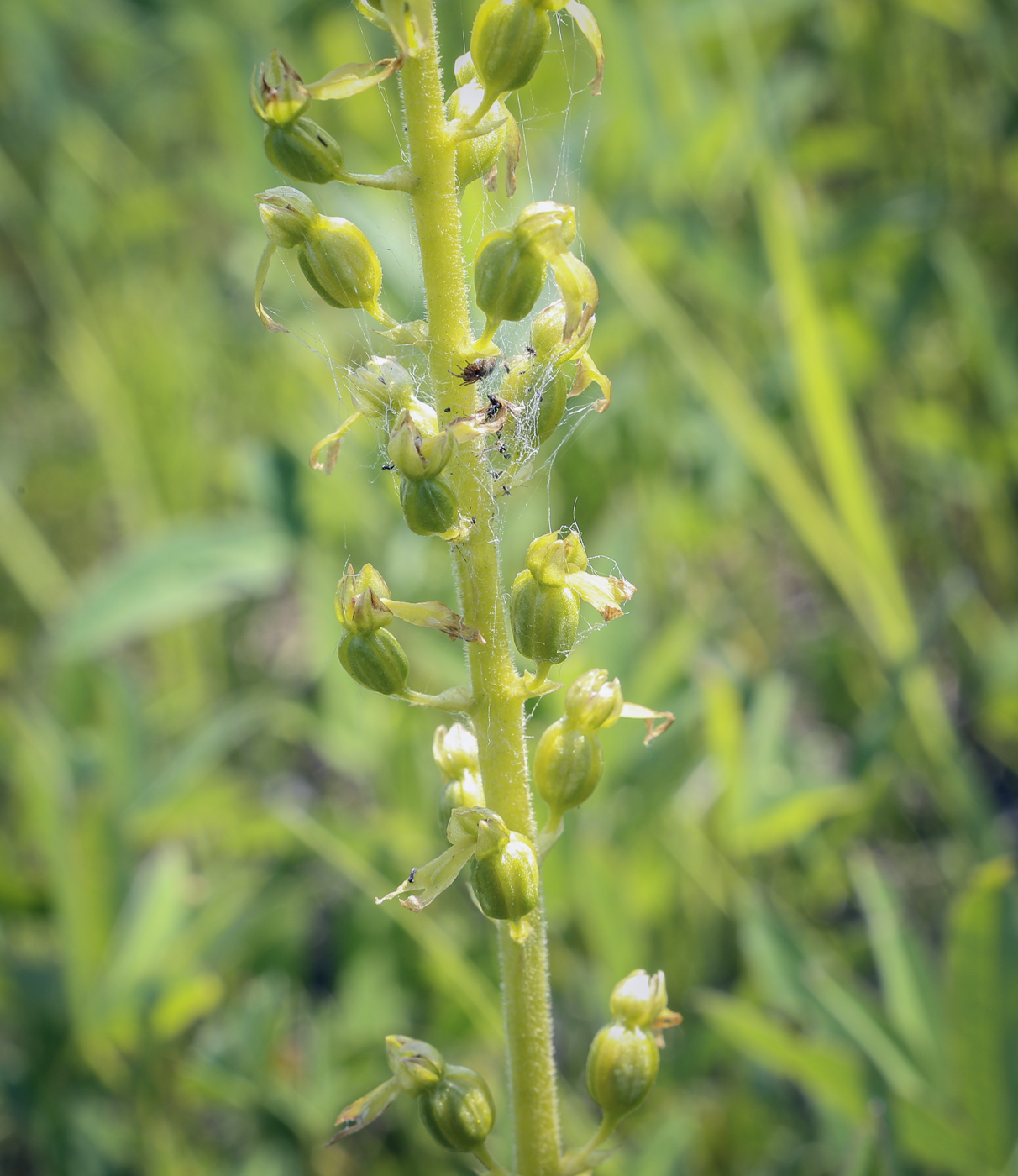 Изображение особи Listera ovata.