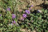 genus Astragalus. Цветущее растение. Республика Ингушетия, Джейрахский р-н, окр. ур. Ний, высота 1760 м н.у.м, обочина грунтовой дороги. 20 июня 2022 г.