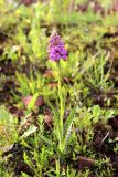 Dactylorhiza baltica