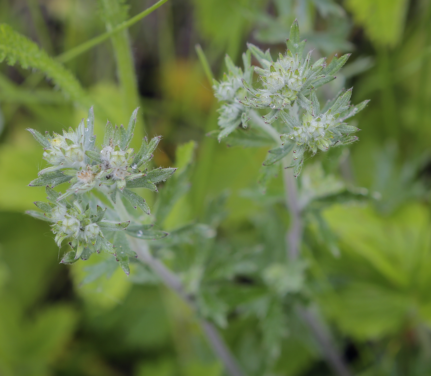 Image of Potentilla argentea specimen.