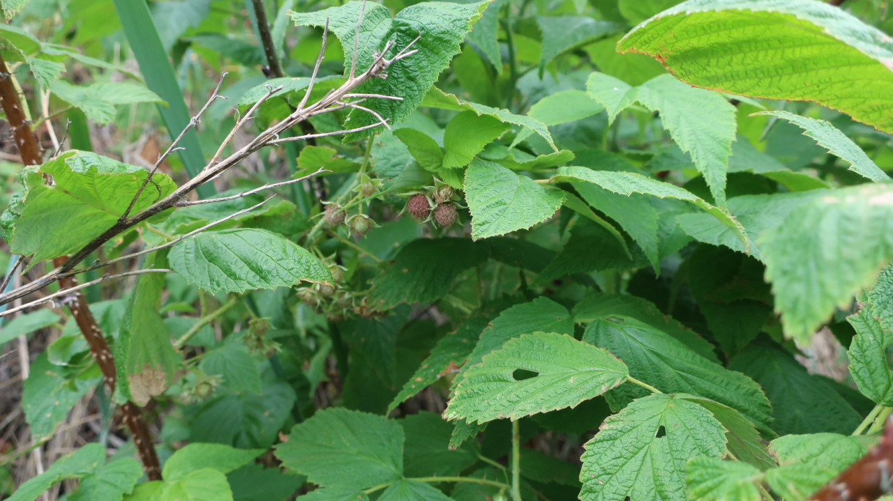 Image of Rubus matsumuranus specimen.