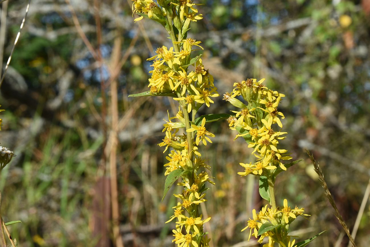 Изображение особи Solidago virgaurea.