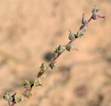 Salsola leptoclada