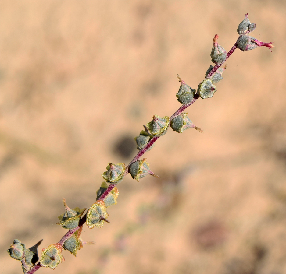 Image of Salsola leptoclada specimen.