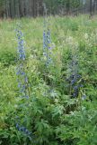 Delphinium elatum