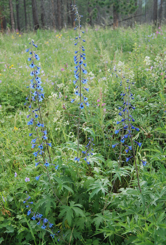 Изображение особи Delphinium elatum.