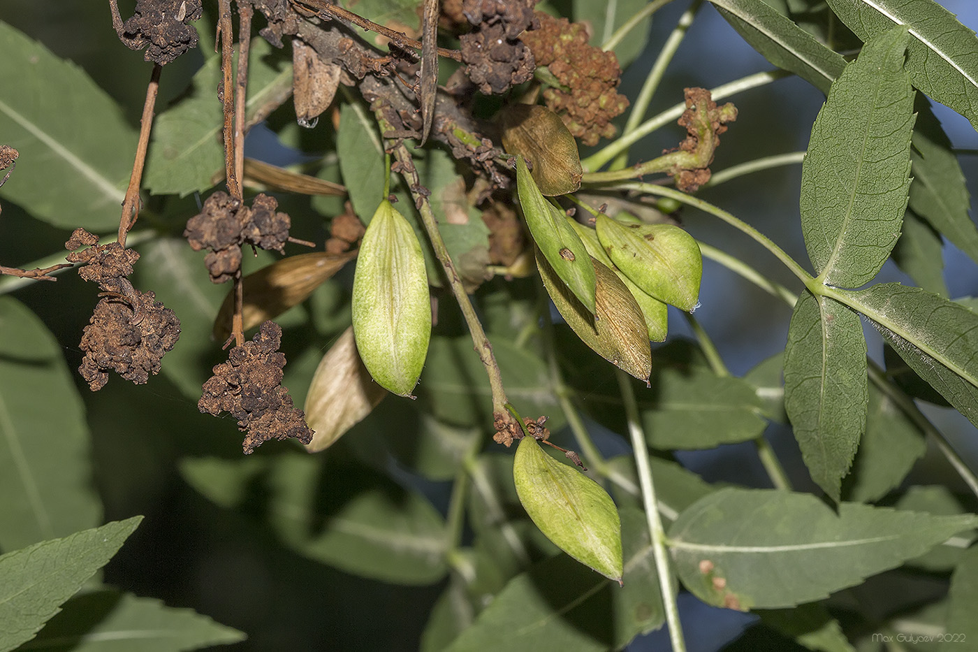 Изображение особи род Fraxinus.