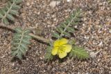 Tribulus terrestris