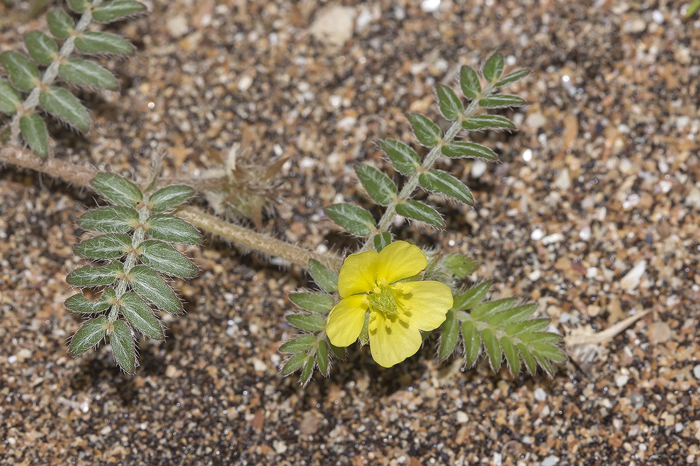 Изображение особи Tribulus terrestris.