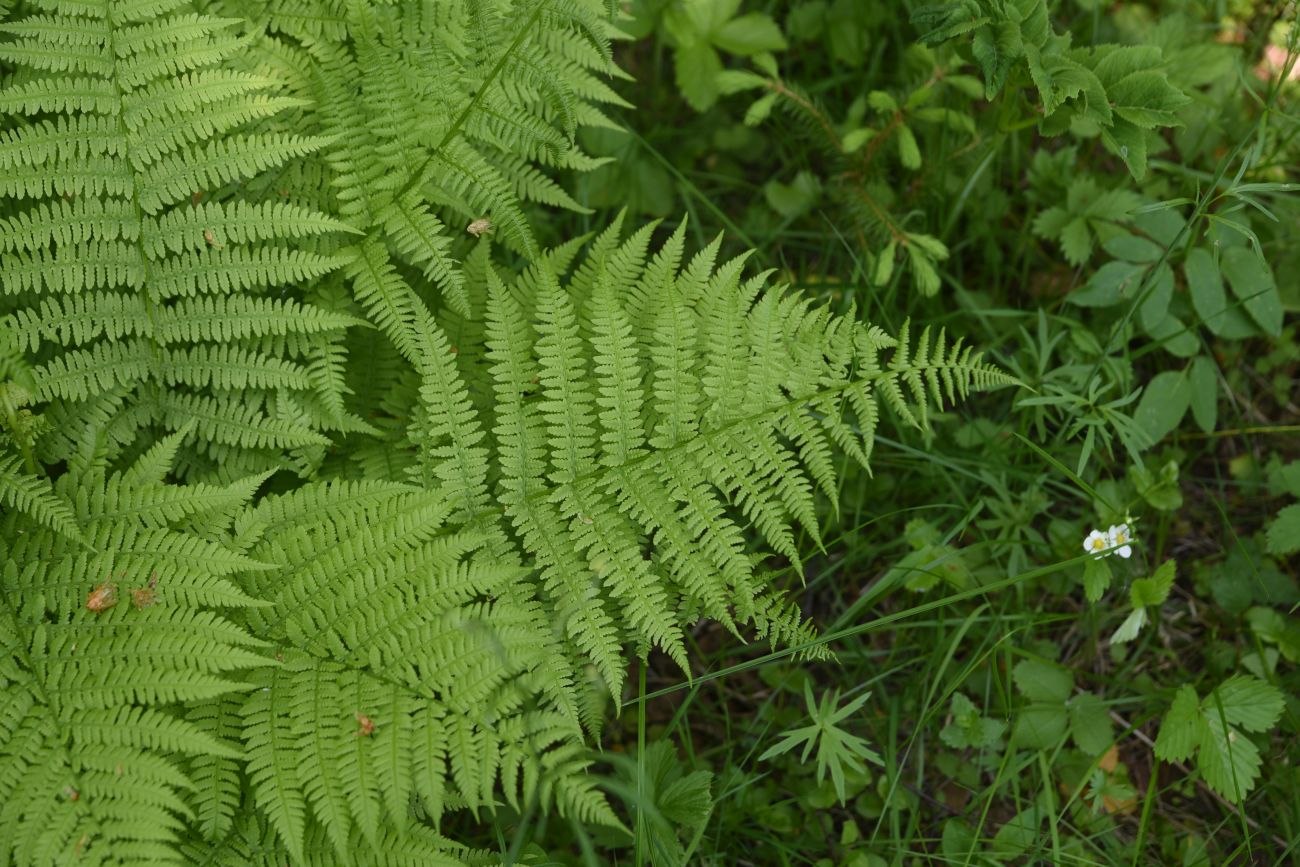 Image of Athyrium filix-femina specimen.