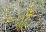 Brachanthemum mongolicum