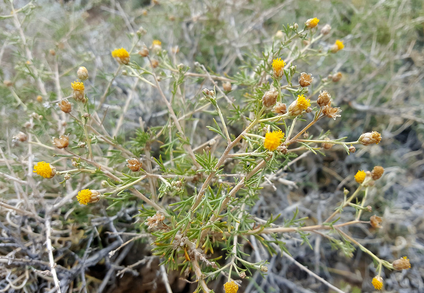 Image of Brachanthemum mongolicum specimen.