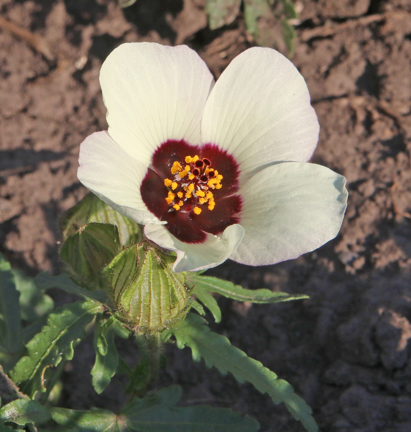 Изображение особи Hibiscus trionum.