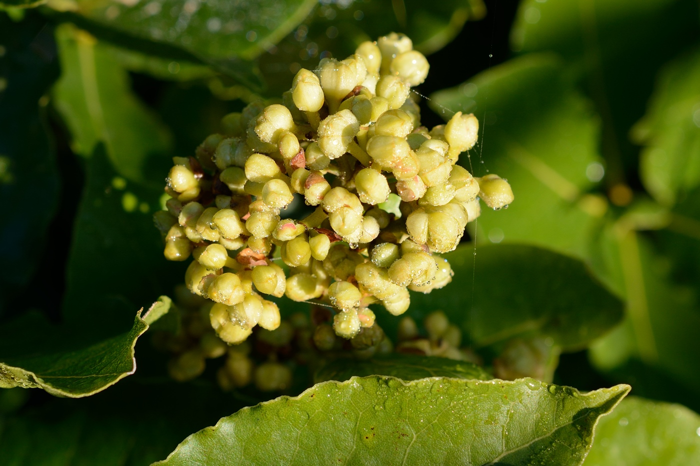 Image of Laurus nobilis specimen.