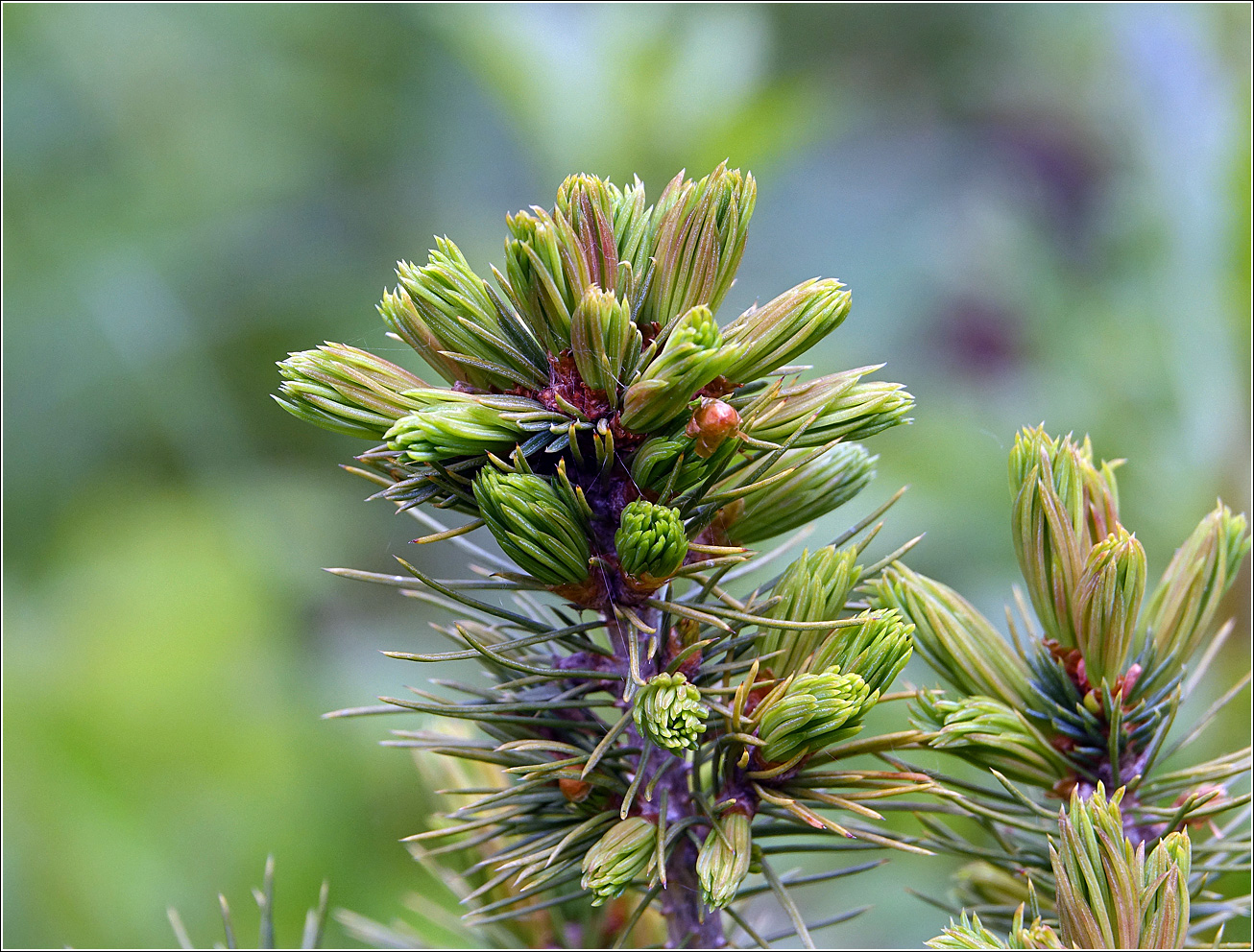 Image of Picea glauca specimen.