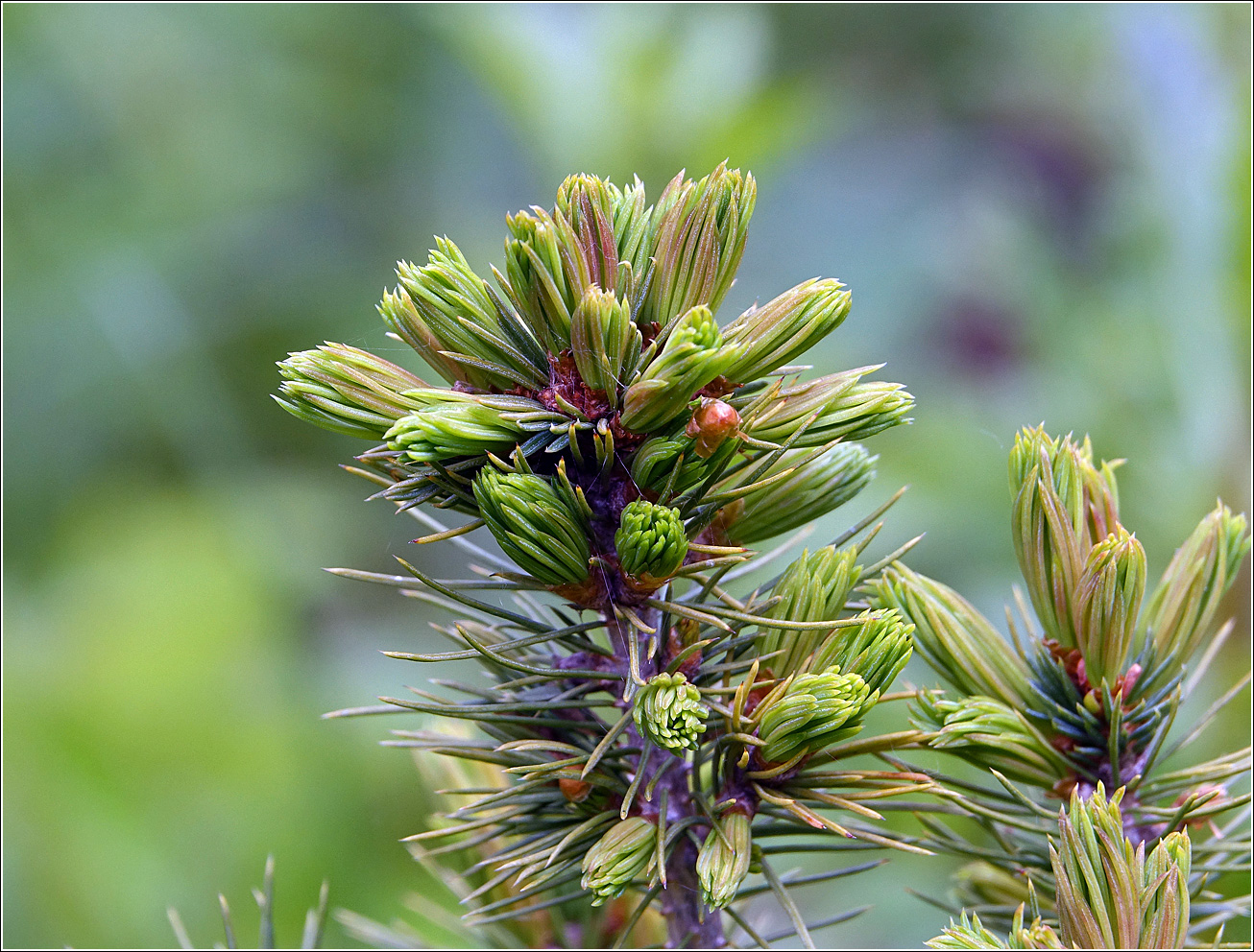 Изображение особи Picea glauca.