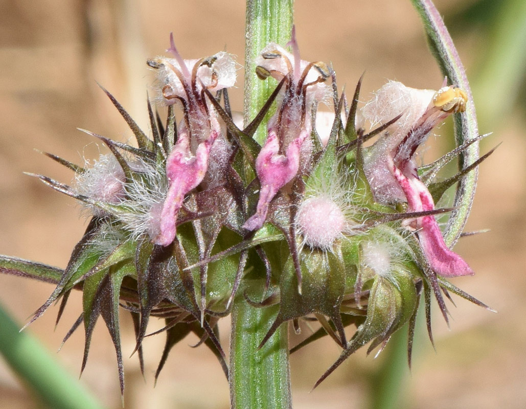 Изображение особи Leonurus turkestanicus.