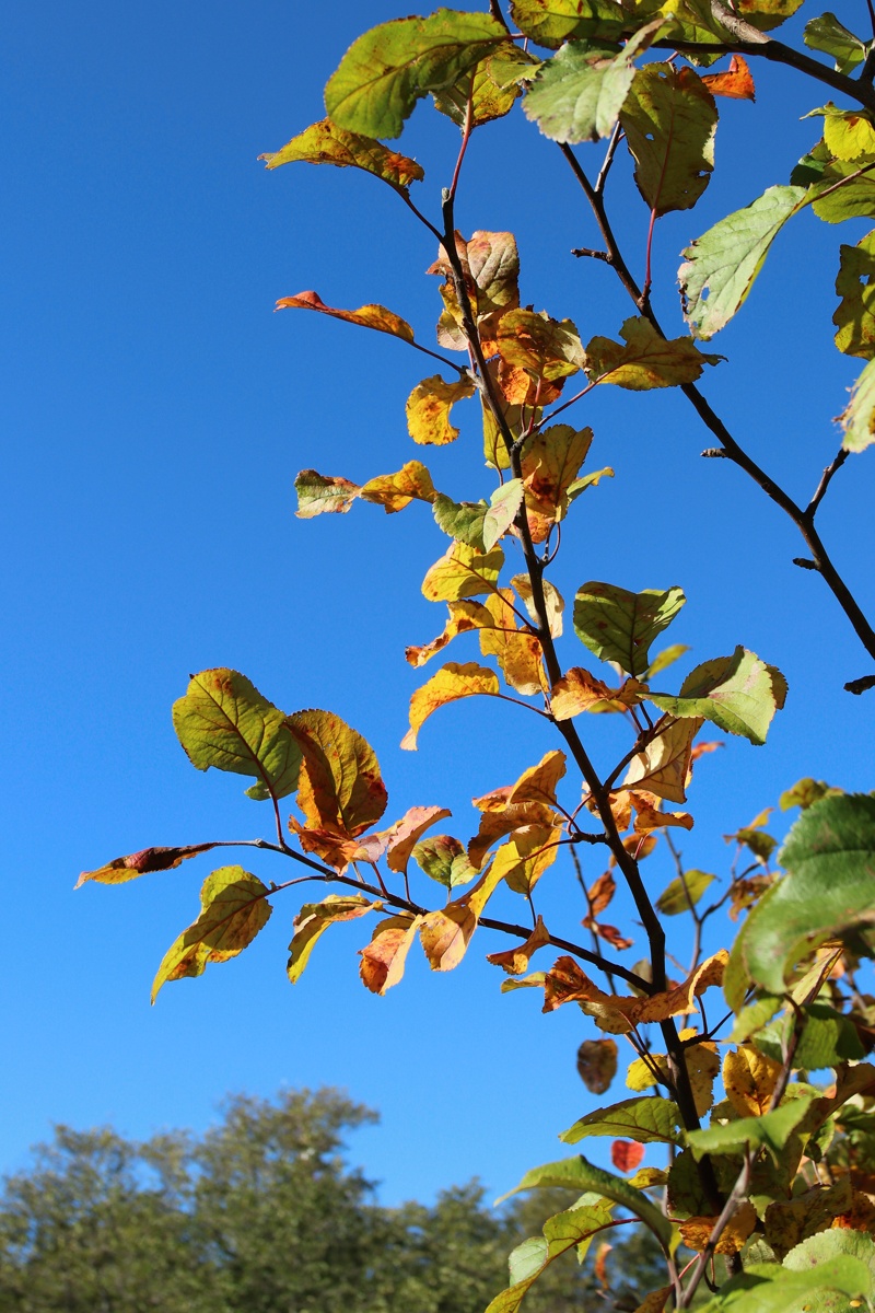 Изображение особи Malus domestica.