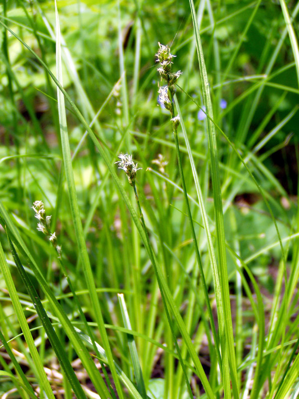 Image of Carex muricata specimen.