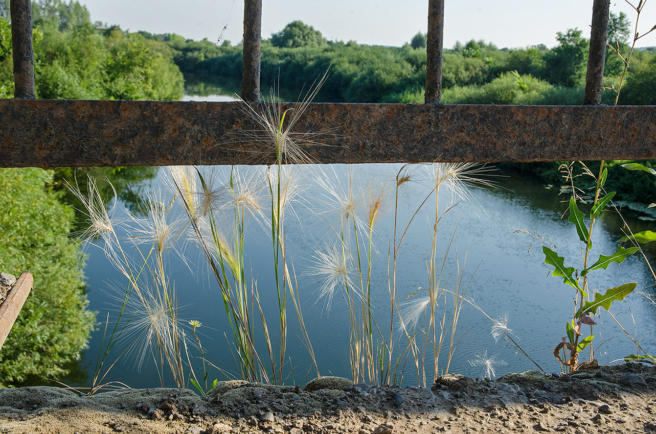 Image of Hordeum jubatum specimen.
