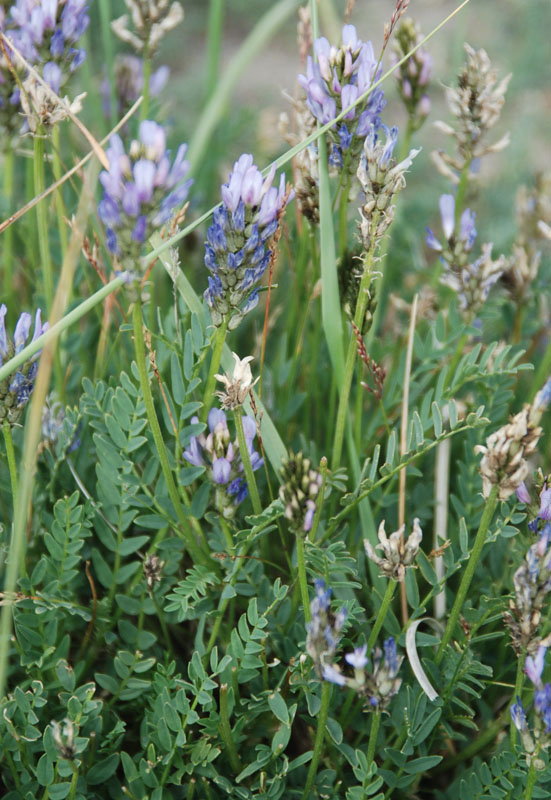 Изображение особи Astragalus austrosibiricus.