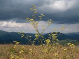 Xanthoselinum alsaticum. Верхушка цветущего растения. Краснодарский край, м/о г. Геленджик, хр. Маркотх, гора Иорданова, ≈ 650 м н.у.м., горный луг. 23.07.2016.