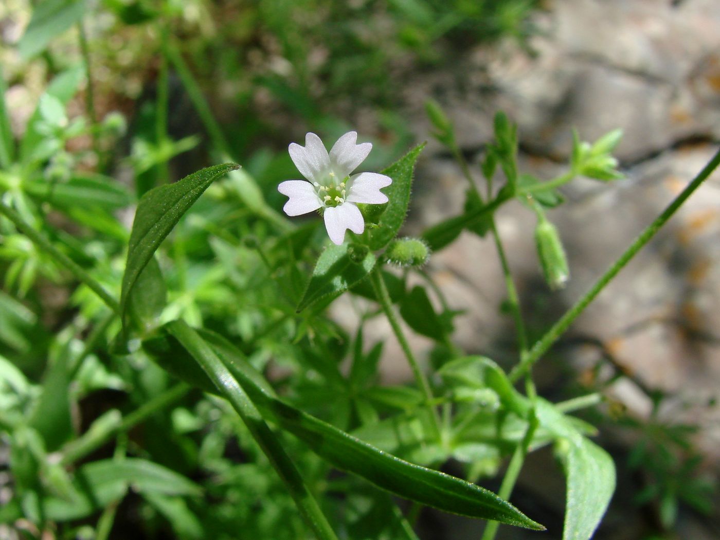 Изображение особи Lepyrodiclis stellarioides.