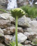 Knautia involucrata. Верхушка побега с соцветием в бутонах. Карачаево-Черкесия, Урупский р-н, Кавказский биосферный заповедник, Имеретинское ущелье, ≈ 2300 м н.у.м., скалы под Верхним Имеретинским водопадом, нагромождение камней. 28.07.2022.