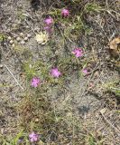 Dianthus caucaseus