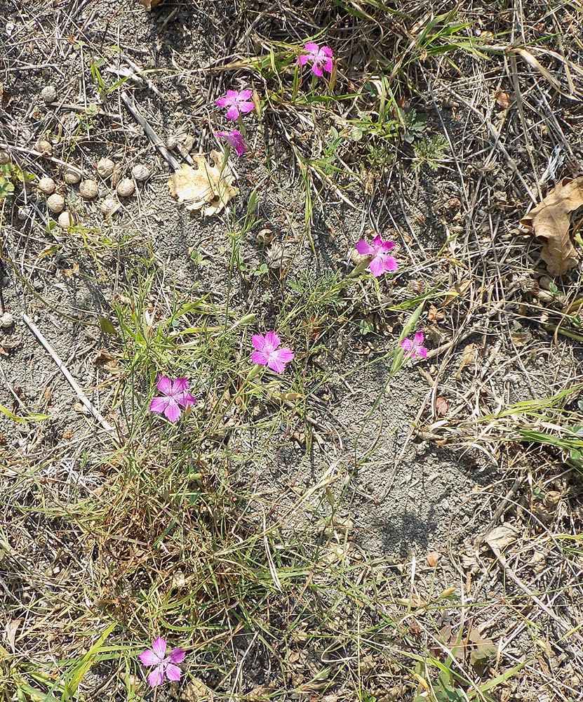 Image of Dianthus caucaseus specimen.