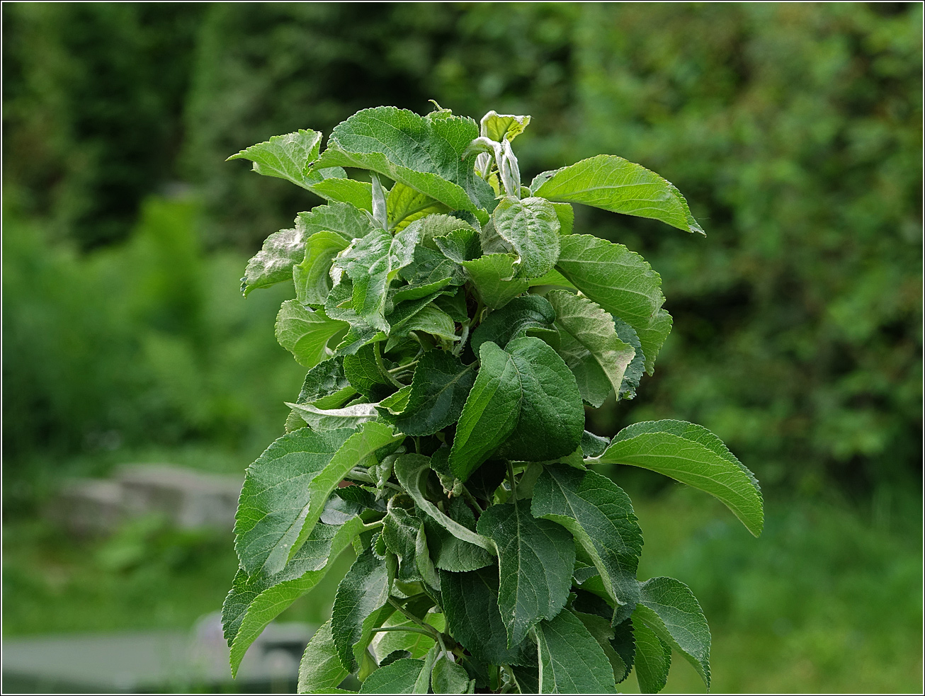 Изображение особи Malus domestica.