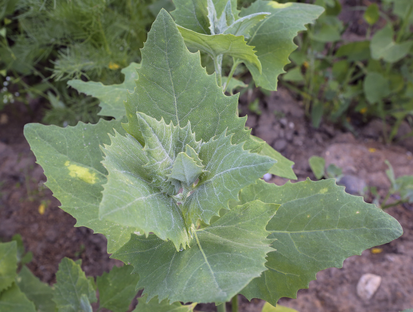 Image of Atriplex sagittata specimen.