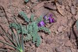 Oxytropis leptophysa. Цветущее растение (слева видны листья Allium). Киргизия, Ошская обл., Памир, Заалайский хр., гребень пика Петровского, ≈ 4000 м н.у.м., каменистый склон. 05.07.2022.