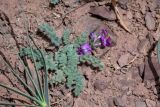 Oxytropis leptophysa