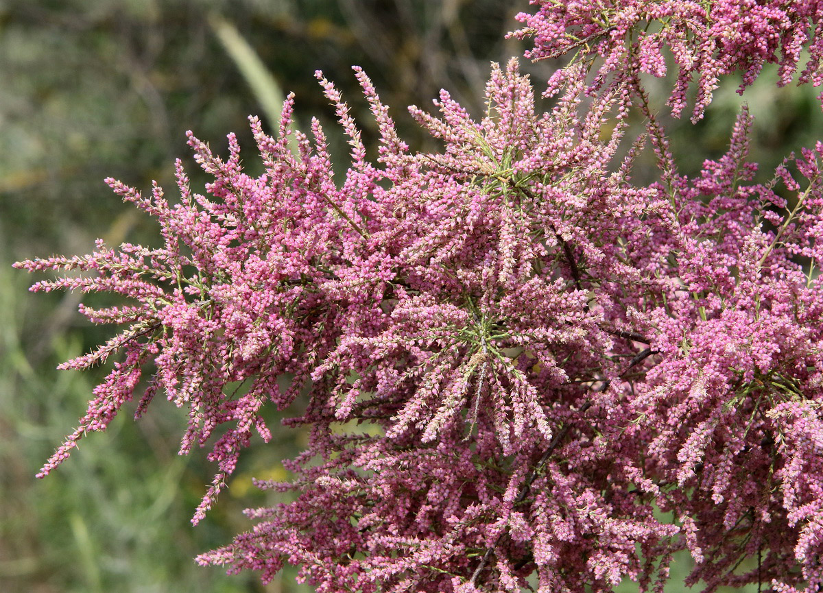 Image of Tamarix ramosissima specimen.