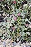 Hedysarum acutifolium. Цветущее растение. Южный Казахстан, Таласский Алатау, ущелье Коксай, высота 2600 м н.у.м. 20.07.2010.