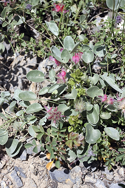 Изображение особи Hedysarum acutifolium.