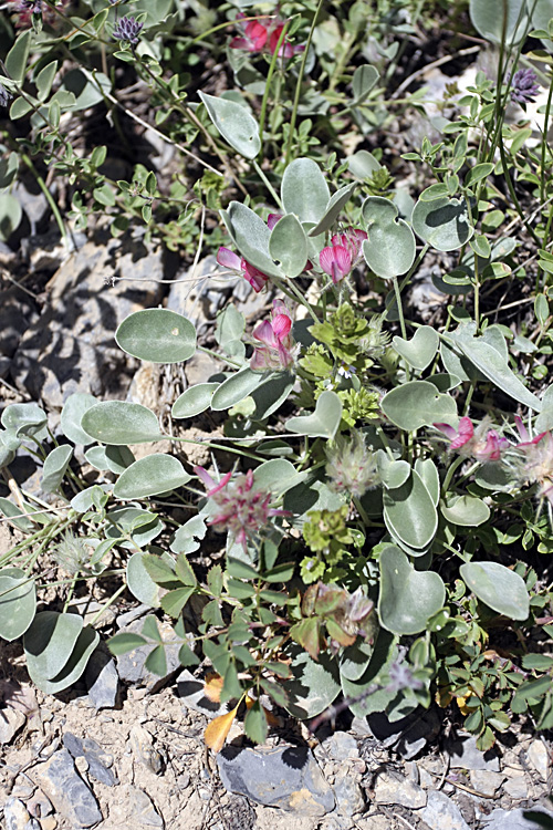 Image of Hedysarum acutifolium specimen.