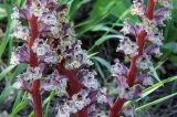 Orobanche laxissima