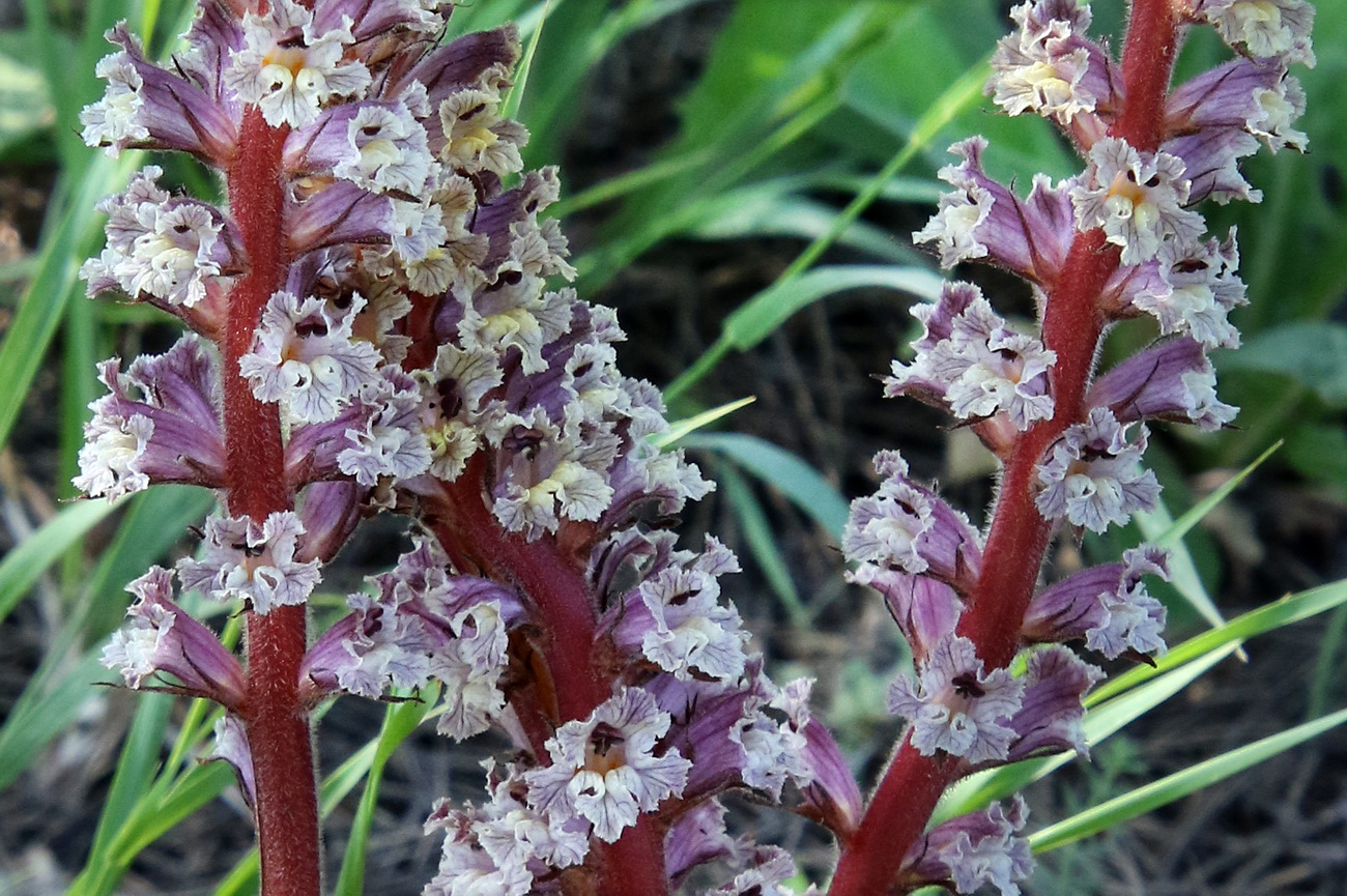 Изображение особи Orobanche laxissima.