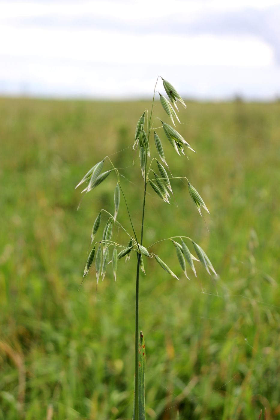 Image of Avena sativa specimen.