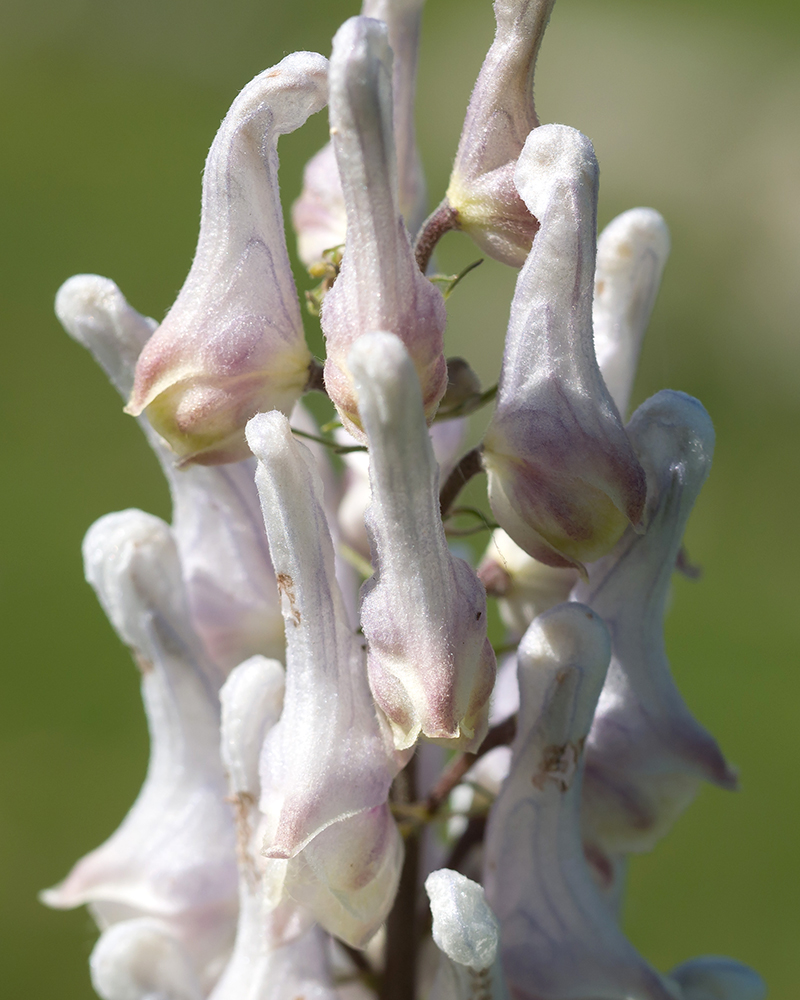 Изображение особи Aconitum orientale.