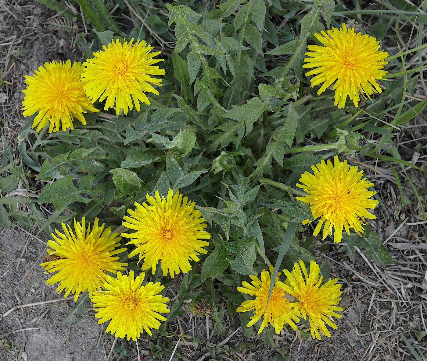 Image of Taraxacum hemicyclum specimen.