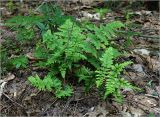 Dryopteris carthusiana. Молодое растение. Московская обл., Раменский р-н, окр. ж.-д. платформы Хрипань, смешанный лес у ЛЭП (просека). 01.06.2023.