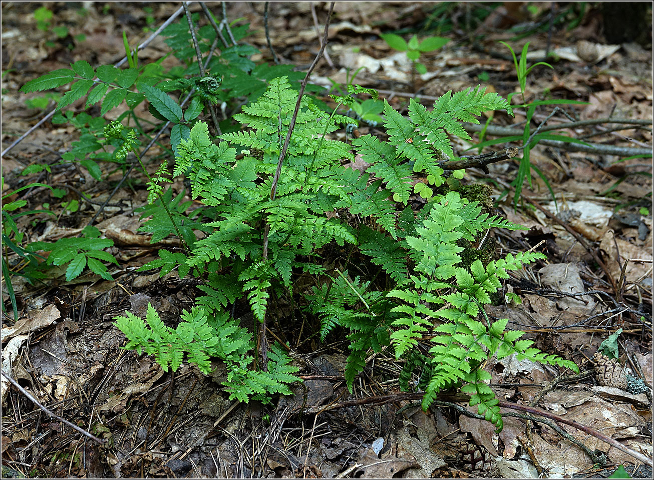 Image of Dryopteris carthusiana specimen.