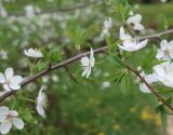 genus Prunus