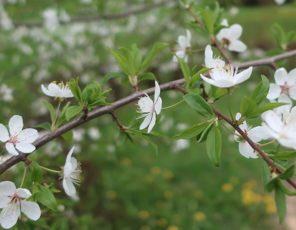 Изображение особи род Prunus.