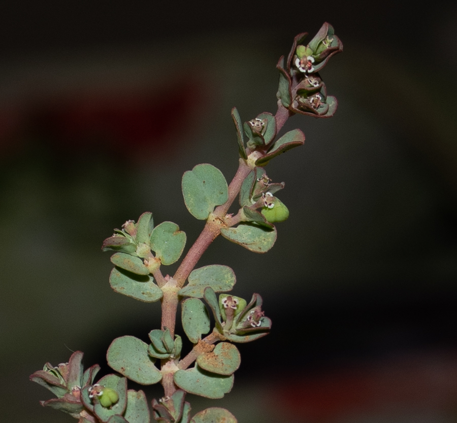 Изображение особи Euphorbia serpens.