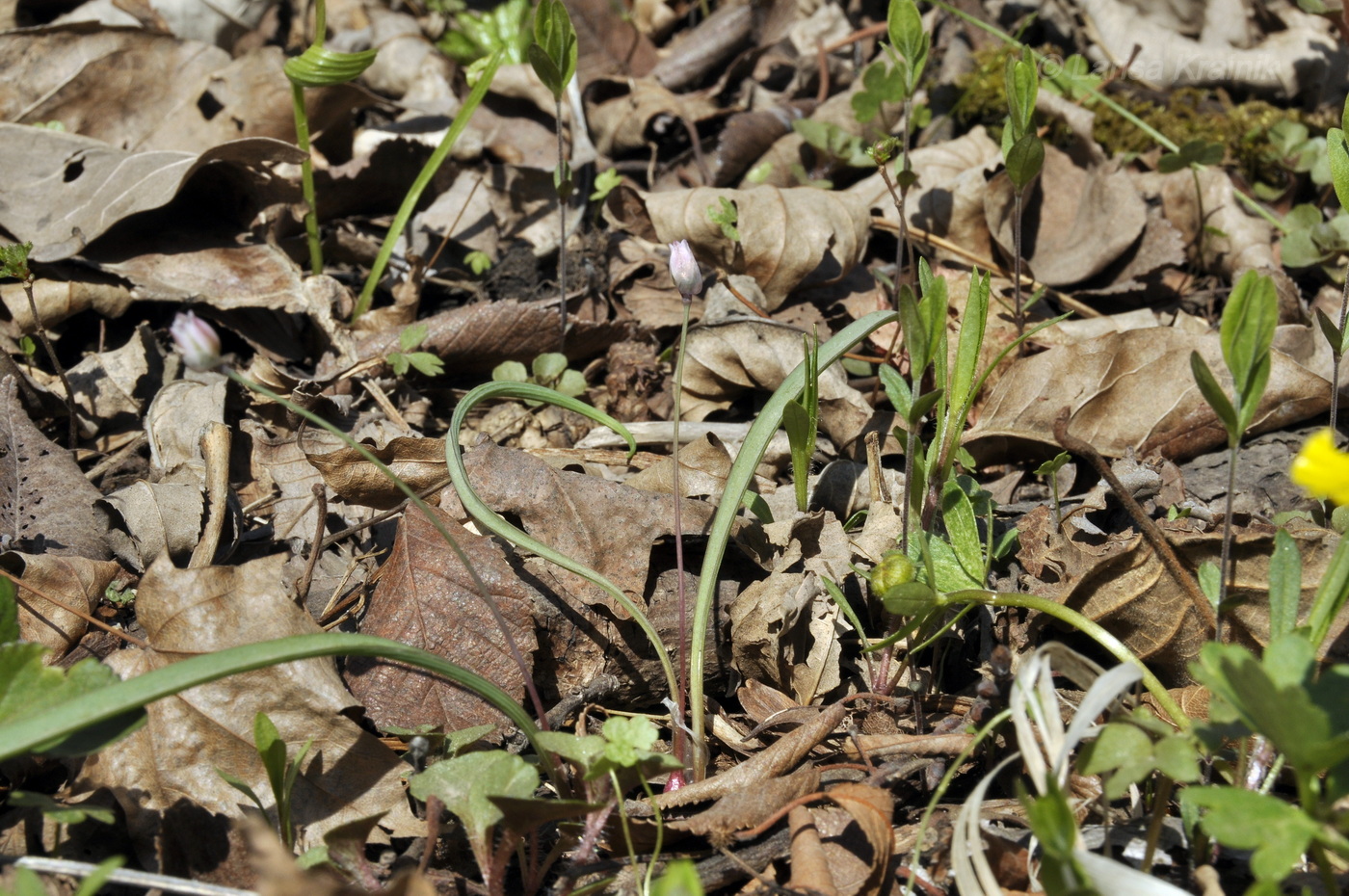 Image of Allium monanthum specimen.